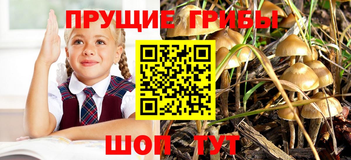 Бор  Псилоцибиновые грибы Psilocybe  Вход с VPN  наркота  Галлюциногенные грибы GOLDEN TEACHER 